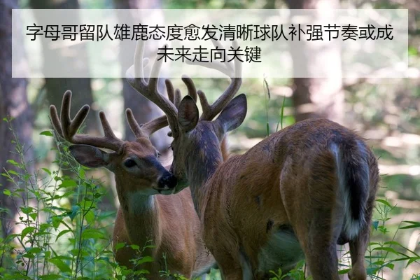 字母哥留队雄鹿态度愈发清晰球队补强节奏或成未来走向关键